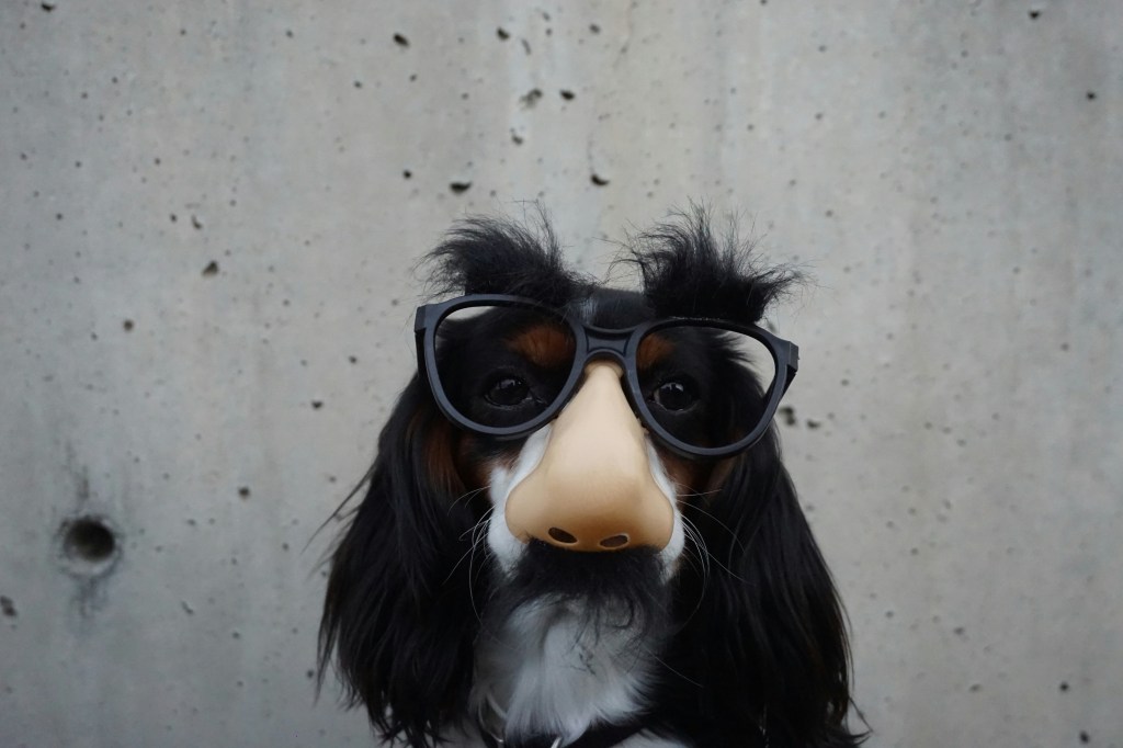Dog wearing a disguise
